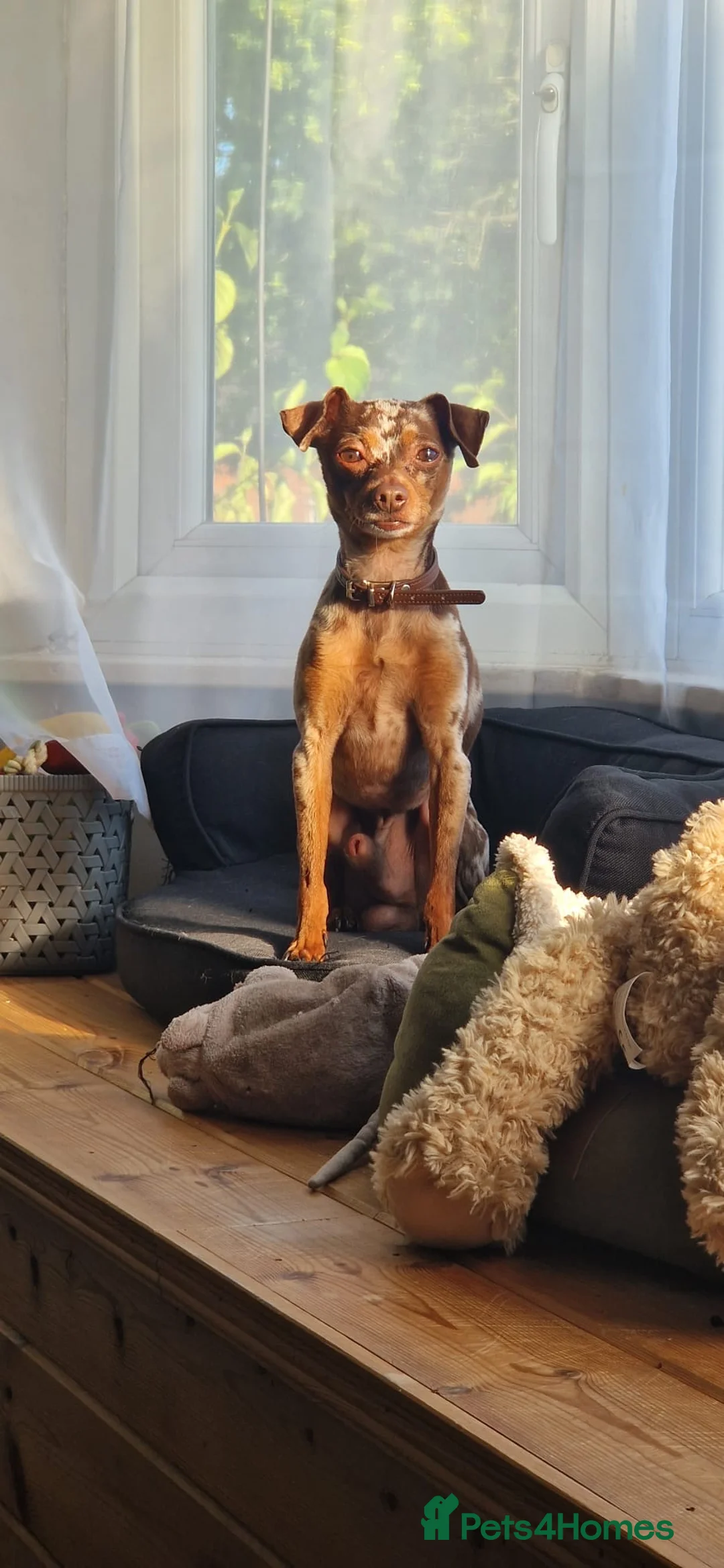 Russian Toy Terrier dogs for stud: PRAGUE RATTER boy for stud - Advert 1