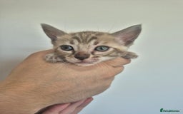 Bengal cats for sale: TICA large/clouded rosettes snow bengal kittens  - Image 17