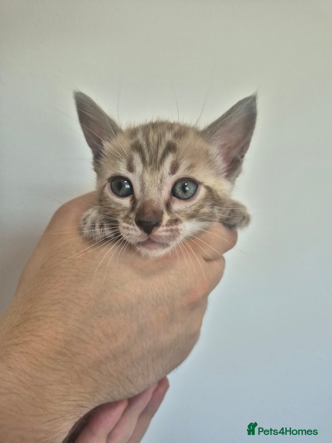 Bengal cats for sale: TICA large/clouded rosettes snow bengal kittens  - Image 17