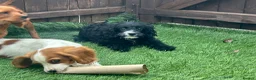 Cavapoo dogs for sale: Beautiful cavapoos  - Advert 13