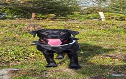 Labrador Retriever dogs for sale: Labrador for sale - Image 5