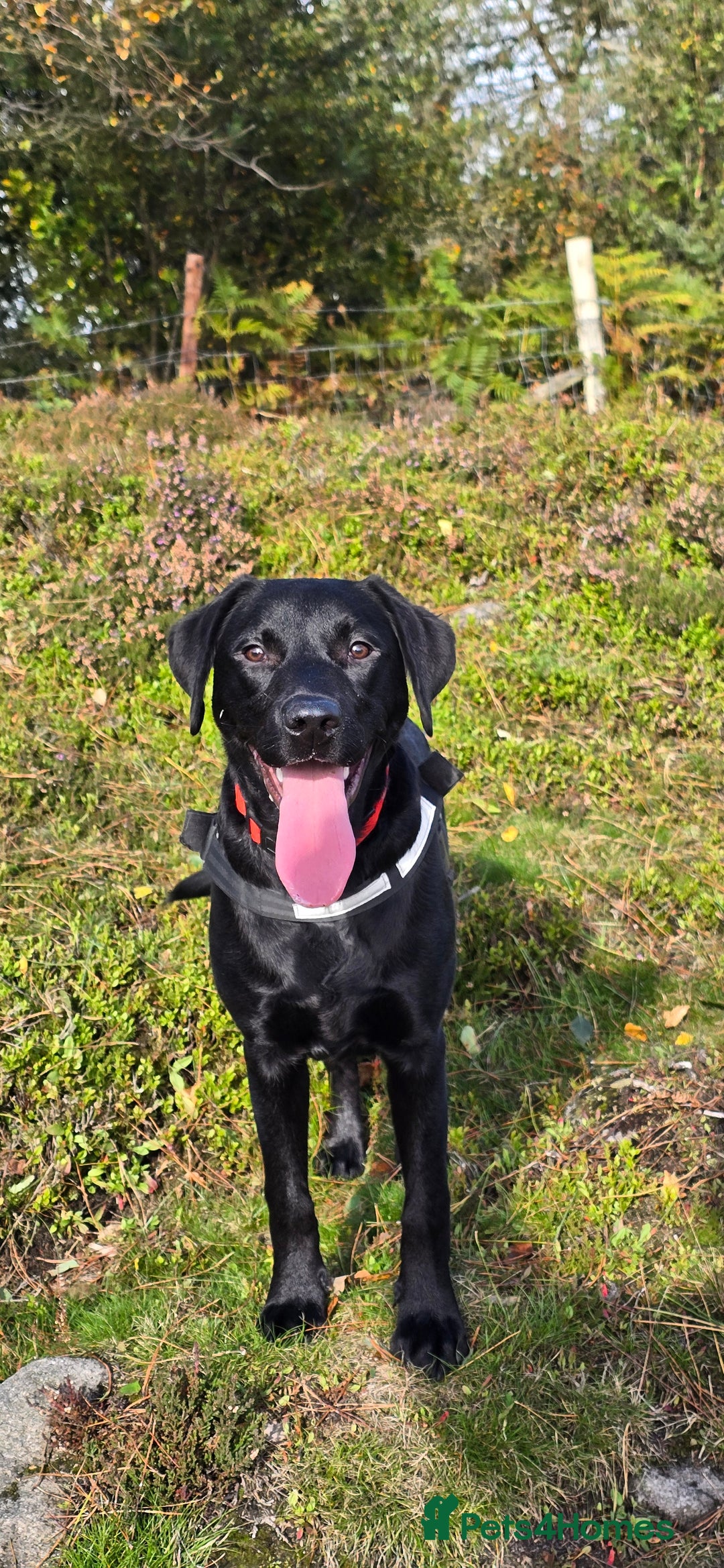 Labrador Retriever dogs for sale: Labrador for sale - Image 5