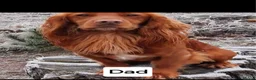 Cocker Spaniel dogs for sale: 5 Beautiful Golden Cocker Spaniel Puppies - Advert 18