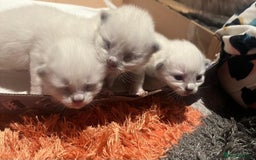 Ragdoll cats for sale: Beautiful Ragdoll Kittens For Sale  - Image 7