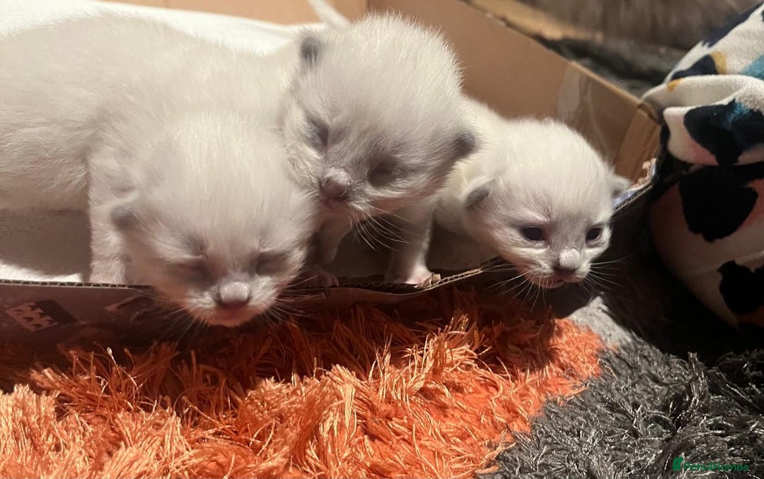 Ragdoll cats for sale: Beautiful Ragdoll Kittens For Sale  - Image 7