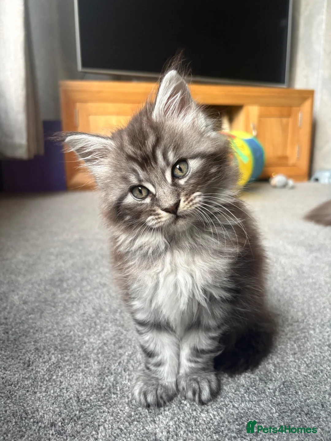 Maine Coon cats for sale: Stunning Maine Coon Boy - Advert 1