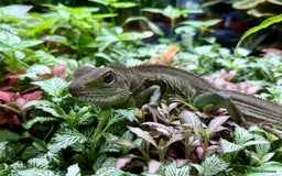 Lizard reptiles for sale: Chinese Water Dragon - Image 3