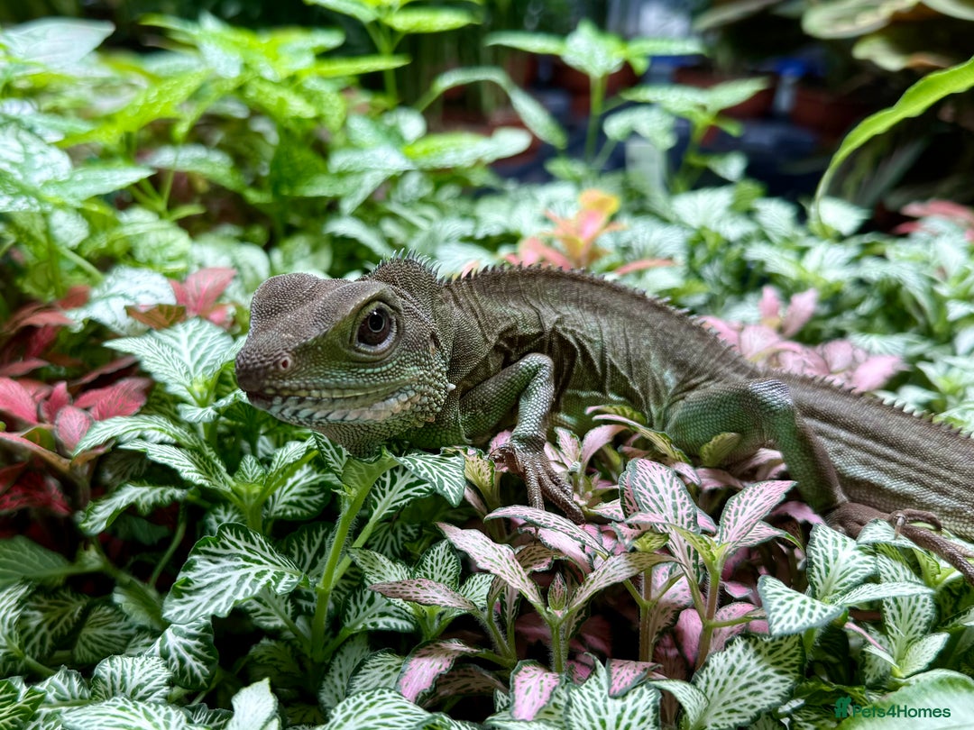 Lizard reptiles for sale: Chinese Water Dragon - Image 3