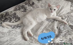 Siberian cats for sale: 4 kittens for sale 💘💖 - Image 6