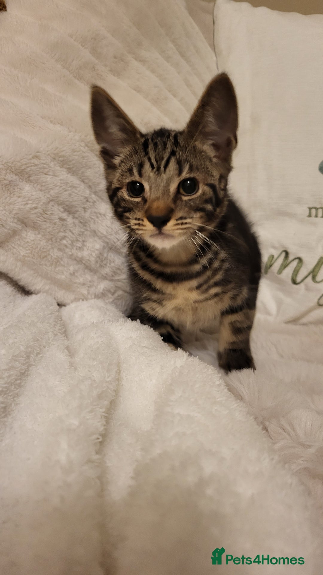 Mixed Breed cats for sale: Kittens READY NOW - Advert 23