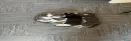 Mixed Breed cats for sale: Kittens with large personalities  in London - Advert 4