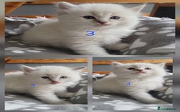 Ragdoll cats for sale: HCM/PKD clear ragdoll boys - Image 11