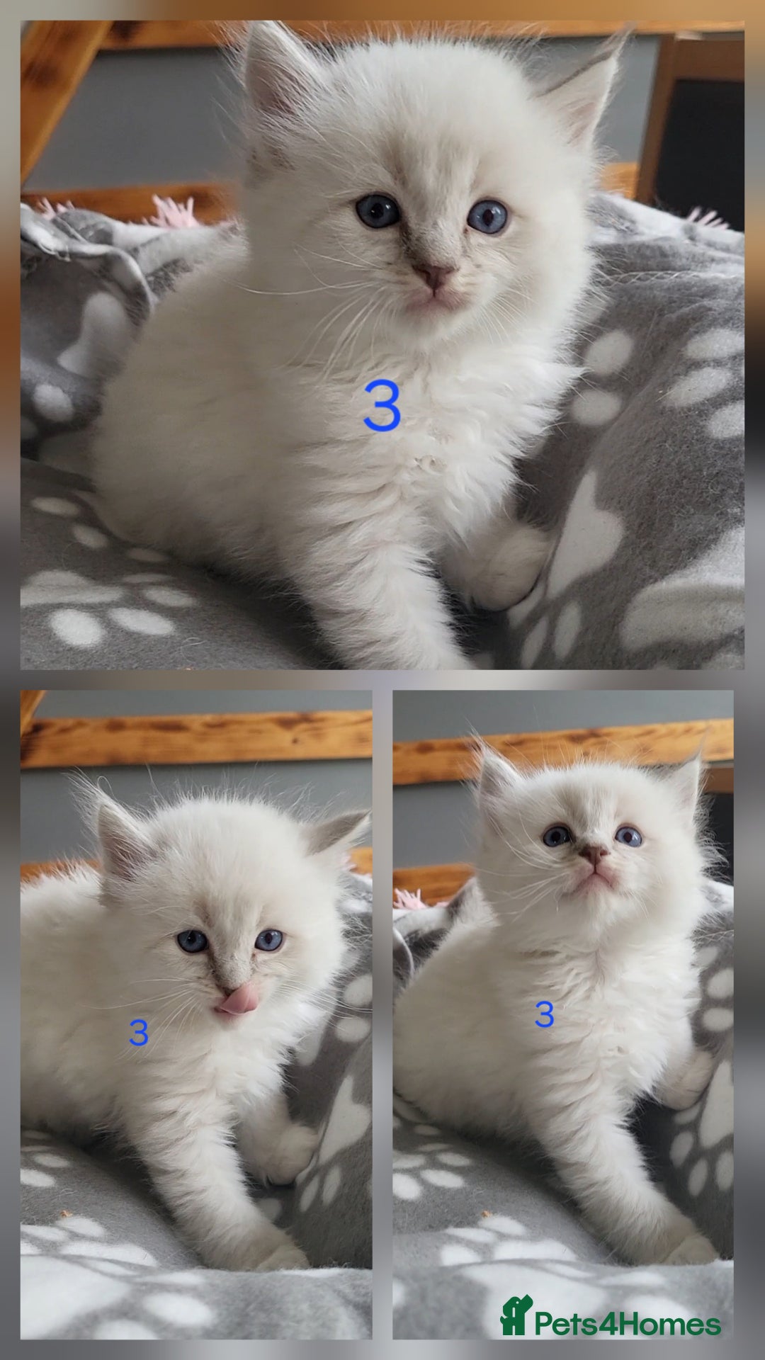 Ragdoll cats for sale: HCM/PKD clear ragdoll boys - Image 11