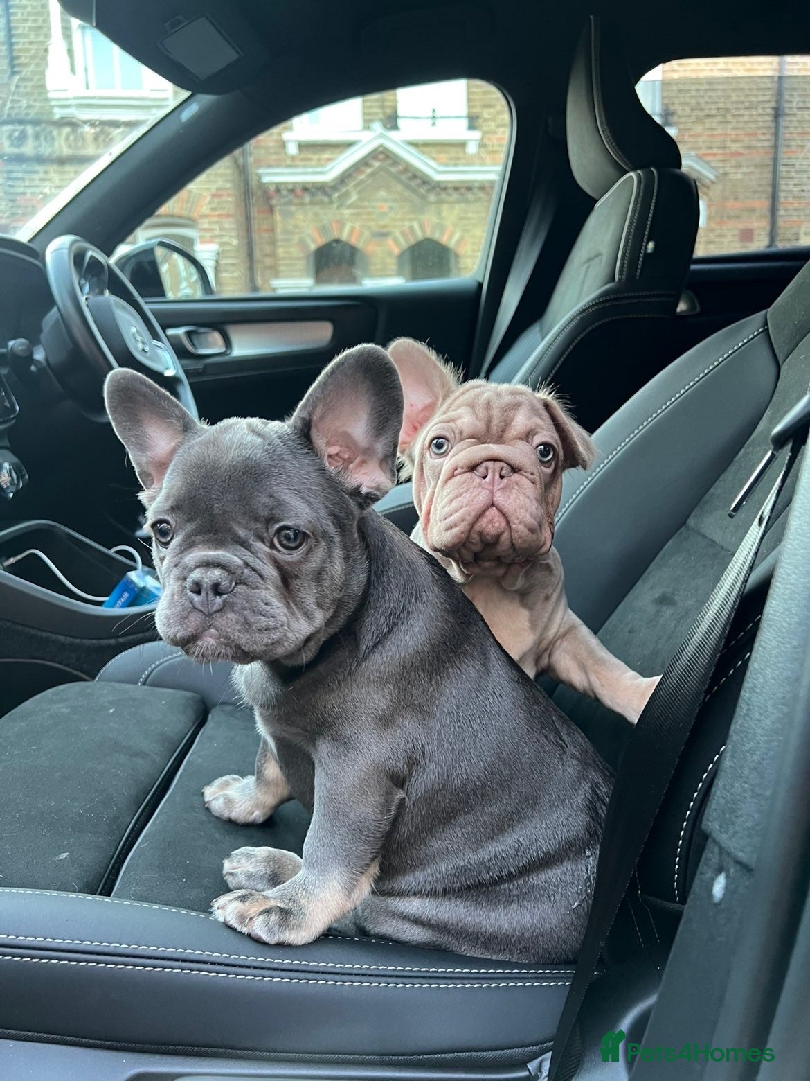 French Bulldog dogs  Top quality French bulldogs  - Advert 1