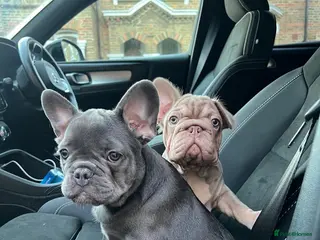 French Bulldog dogs Top quality French bulldogs - Advert 1