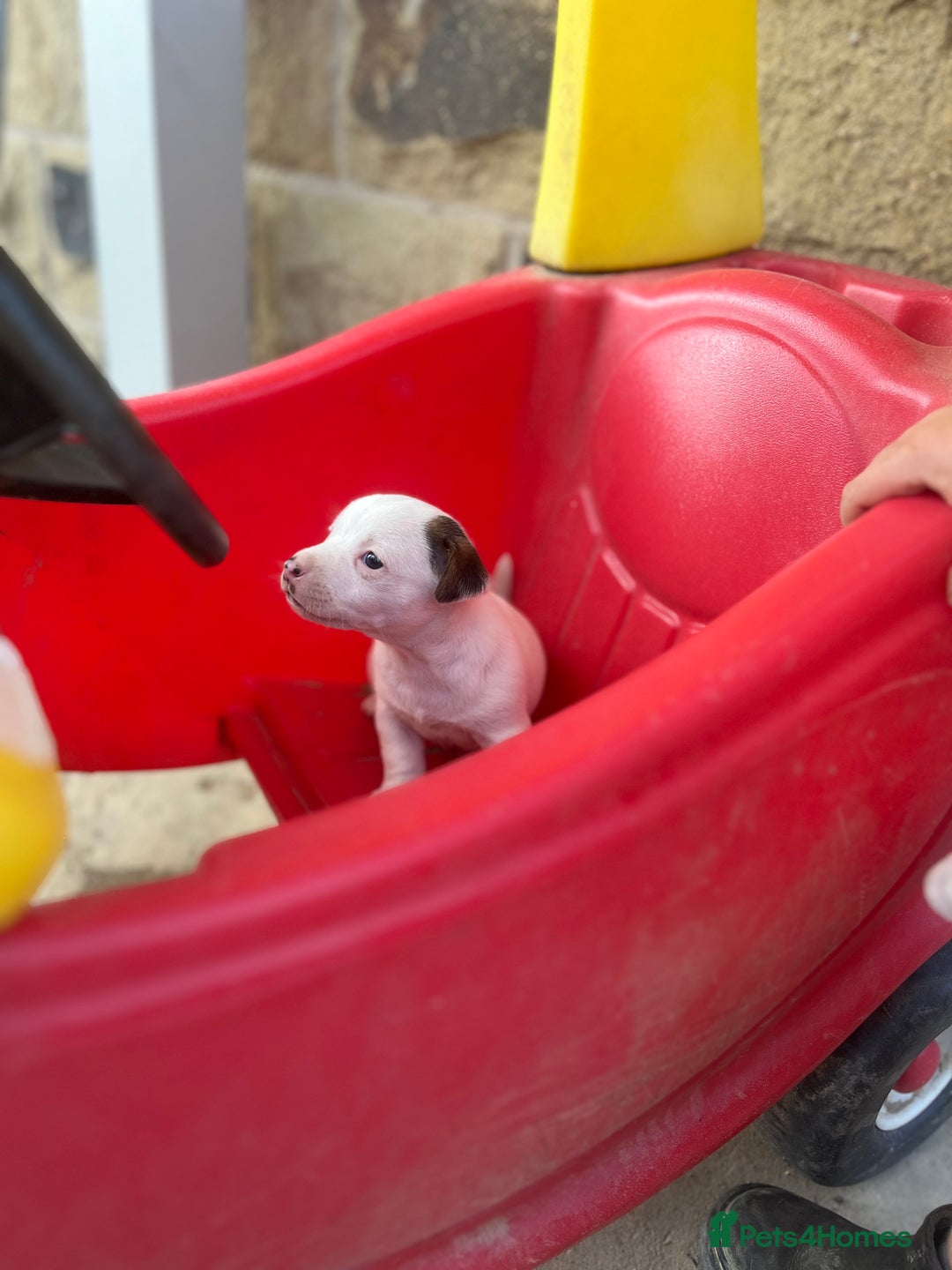 Jack Russell dogs for sale: Miniature Jack Russell terrier puppies  - Image 24