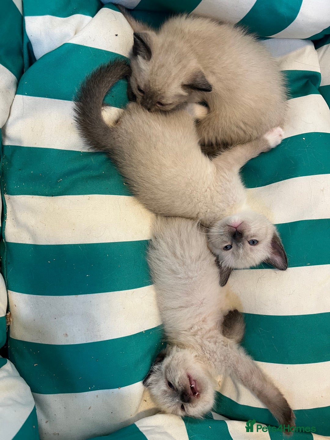 Siamese cats for sale: 3 stunning applehead Siamese kittens  - Image 17