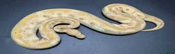 Python Snake reptiles for sale: Ball Pythons - Advert 10