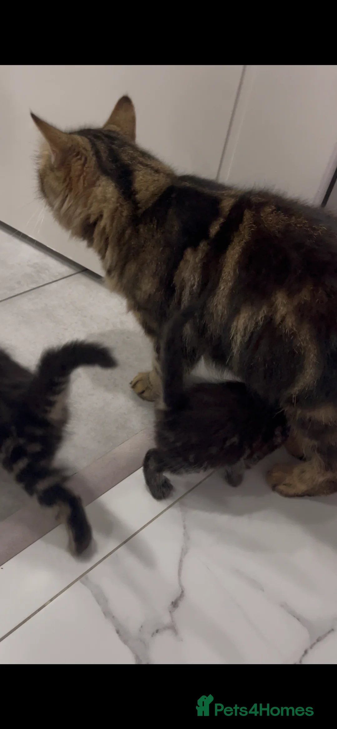 Mixed Breed cats for sale: 🐾 Kittens for Sale 🐾 - Advert 2