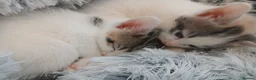 Mixed Breed cats for sale: Kittens - Advert 8