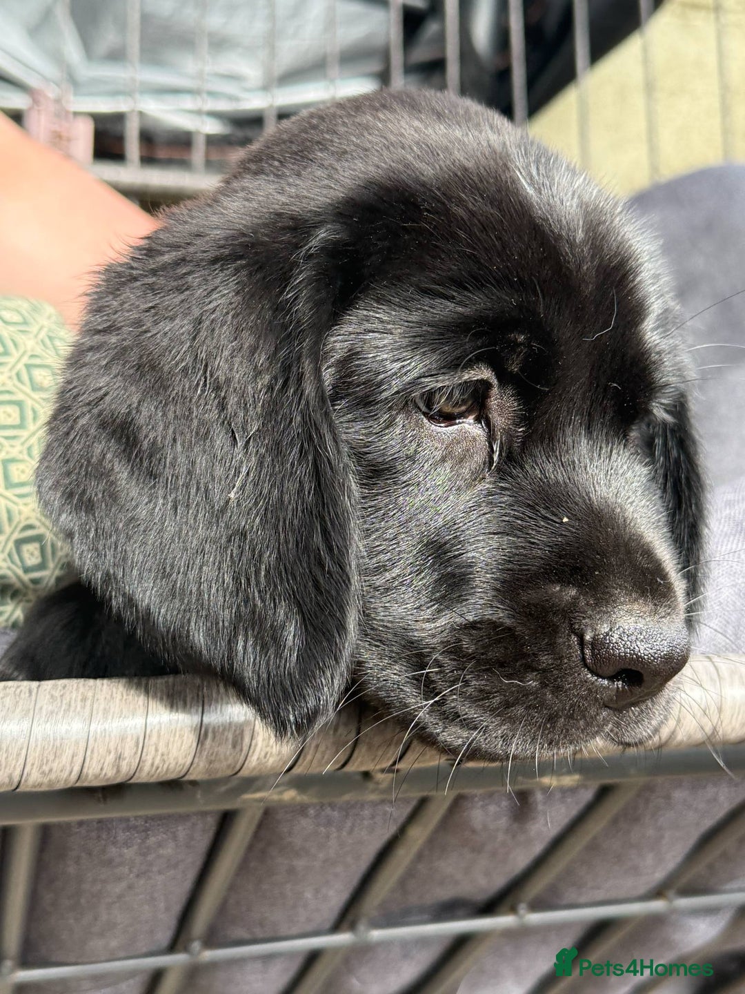 Springador dogs for sale: Last Springador Labrador Puppy ready now in Plymouth - Image 4