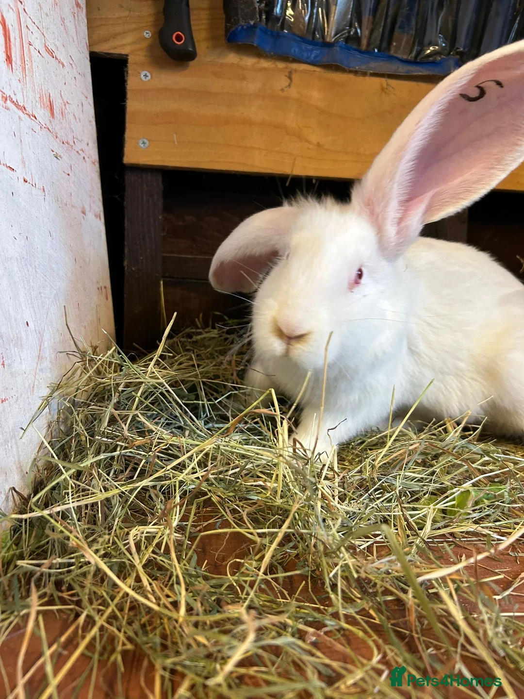 Mixed Breed rabbits for sale: Continental Giant baby bunnie in Wallingford - Advert 14