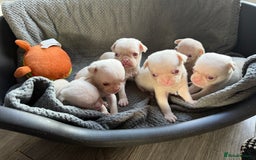 Pug dogs for sale: 7 boys ready to go next week!!!🩵 - Image 23
