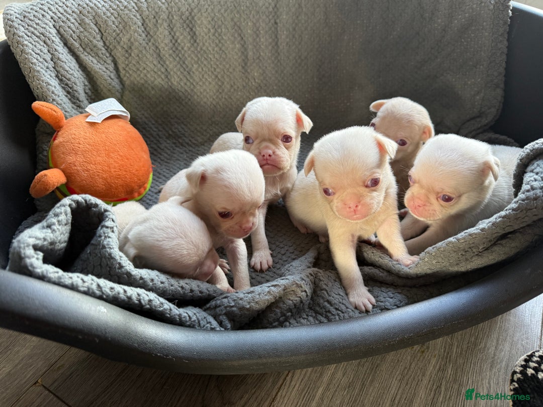 Pug dogs for sale: 7 boys ready to go next week!!!🩵 - Image 23