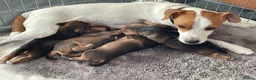 Mixed Breed dogs for sale: One male Border x Parsons russel in Glastonbury - Advert 3