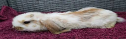 Mini Lop rabbits for sale: Cute French x Mini Lop Ready to Go!!! - Advert 18
