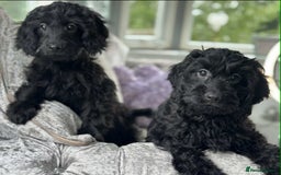 Cavapoo dogs for sale: Stunning dna clear Cavapoo’s  - Image 2