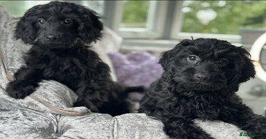 Cavapoo dogs - Advert 4