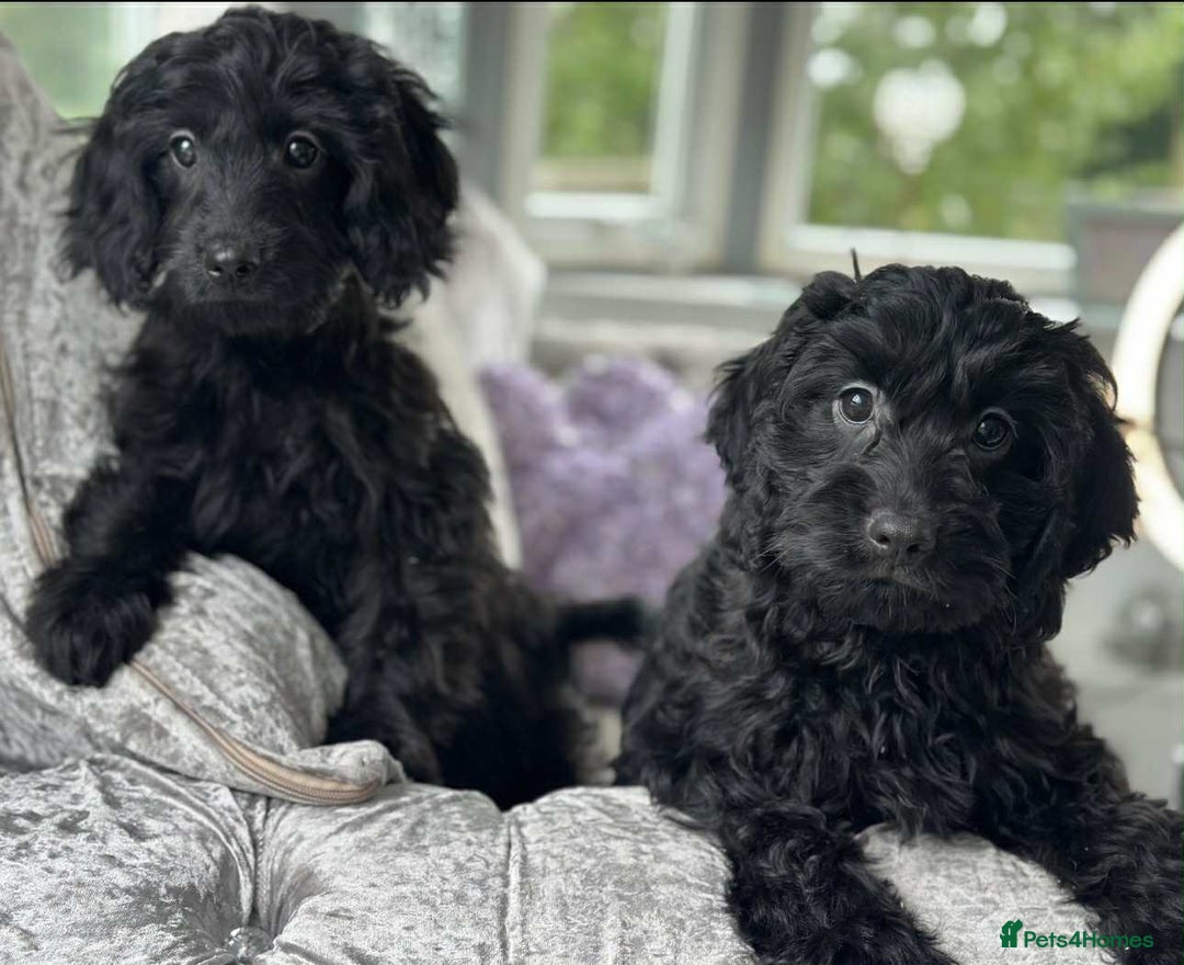 Cavapoo dogs for sale: Stunning dna clear Cavapoo’s  - Image 2