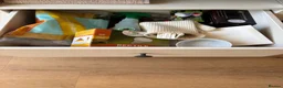Corn Snake reptiles for sale: Corn snake and enclosure for sale in Highbridge - Advert 8