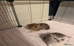 British Shorthair cats for sale: 🥰Beautiful kittens with rare colouring🥰 - Image 2