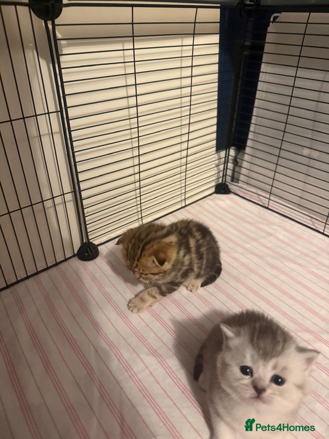 British Shorthair cats for sale: 🥰Beautiful kittens with rare colouring🥰 - Image 2