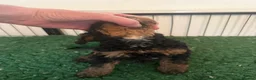 Cavapoochon dogs for sale: Cavapoo curly wurly puppies. 5* Council Reg’d - Advert 26