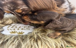 Miniature Dachshund dogs for sale: 🤍🐾🐻 READY TO GO 1ST SEPTEMBER 🐻🐾🤍 - Image 7