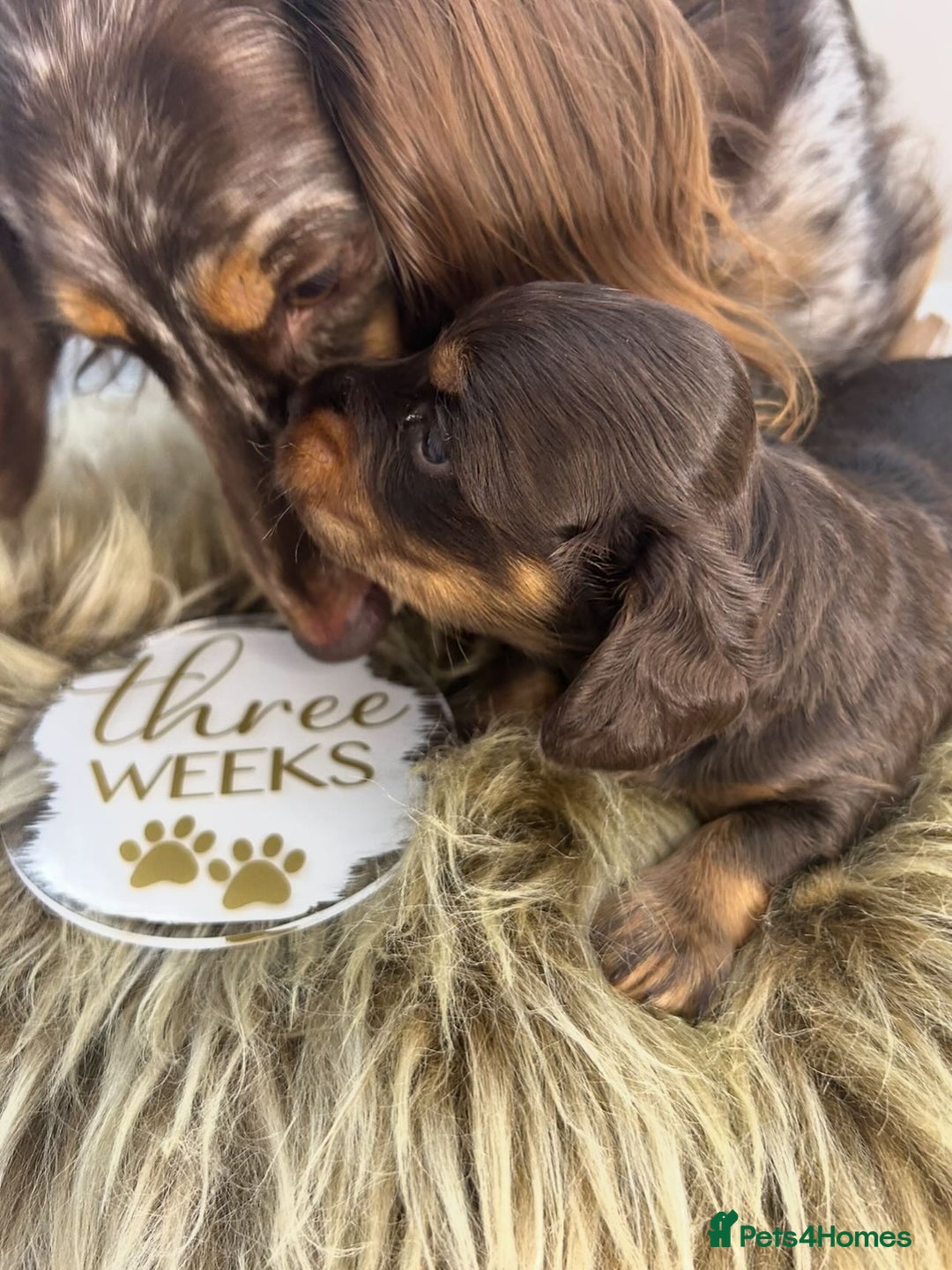 Miniature Dachshund dogs for sale: 🤍🐾🐻 READY TO GO 1ST SEPTEMBER 🐻🐾🤍 - Image 7