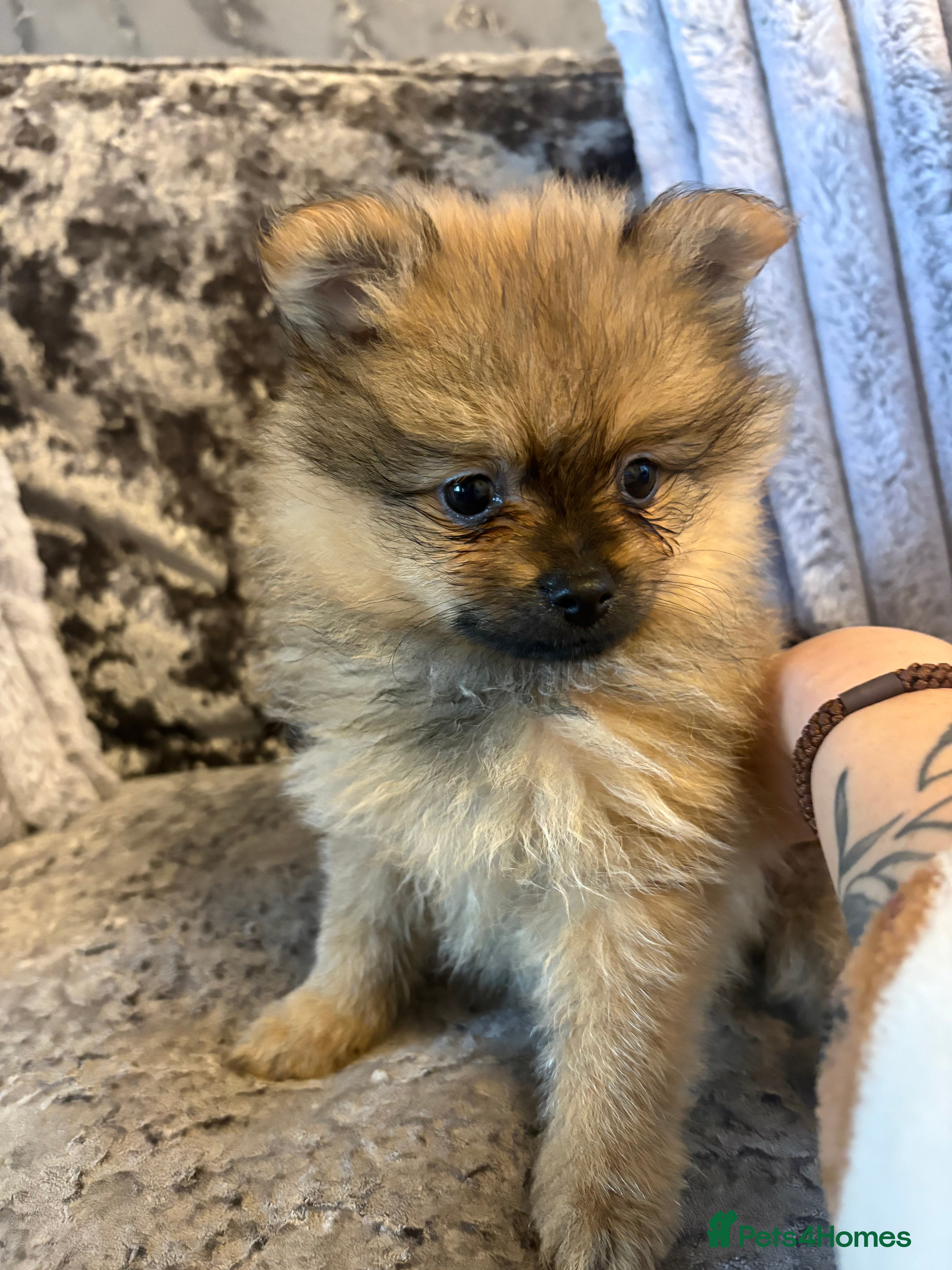 Pomeranian dogs Beautiful tiny Pomeranian male pup left  - Advert 8