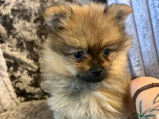 Pomeranian dogs Beautiful tiny Pomeranian male pup left - Advert 8