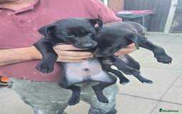 Mixed Breed dogs for sale:  Whippet × Patterdale Dog Pups - Image 7