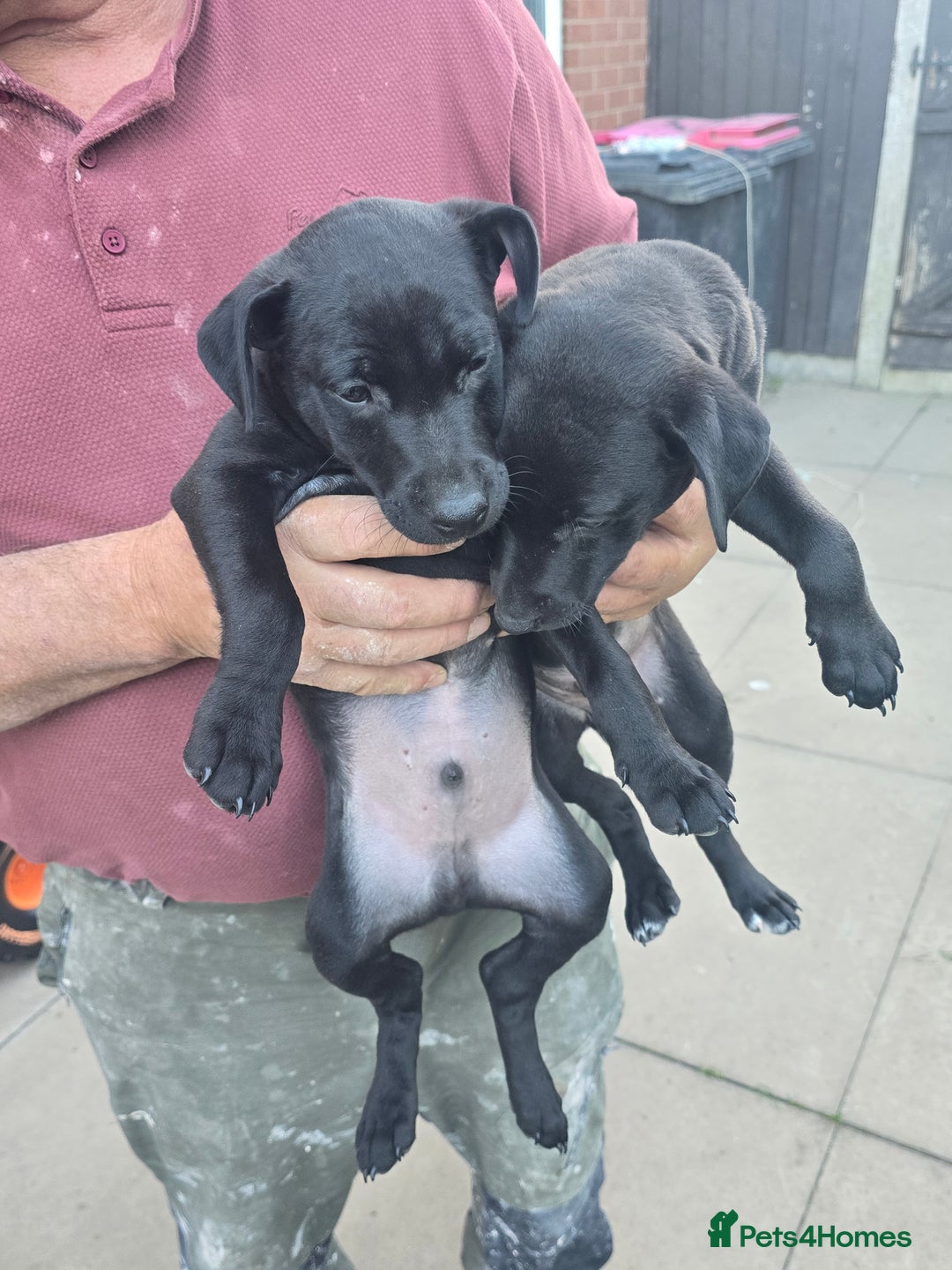 Mixed Breed dogs for sale:  Whippet × Patterdale Dog Pups - Image 7