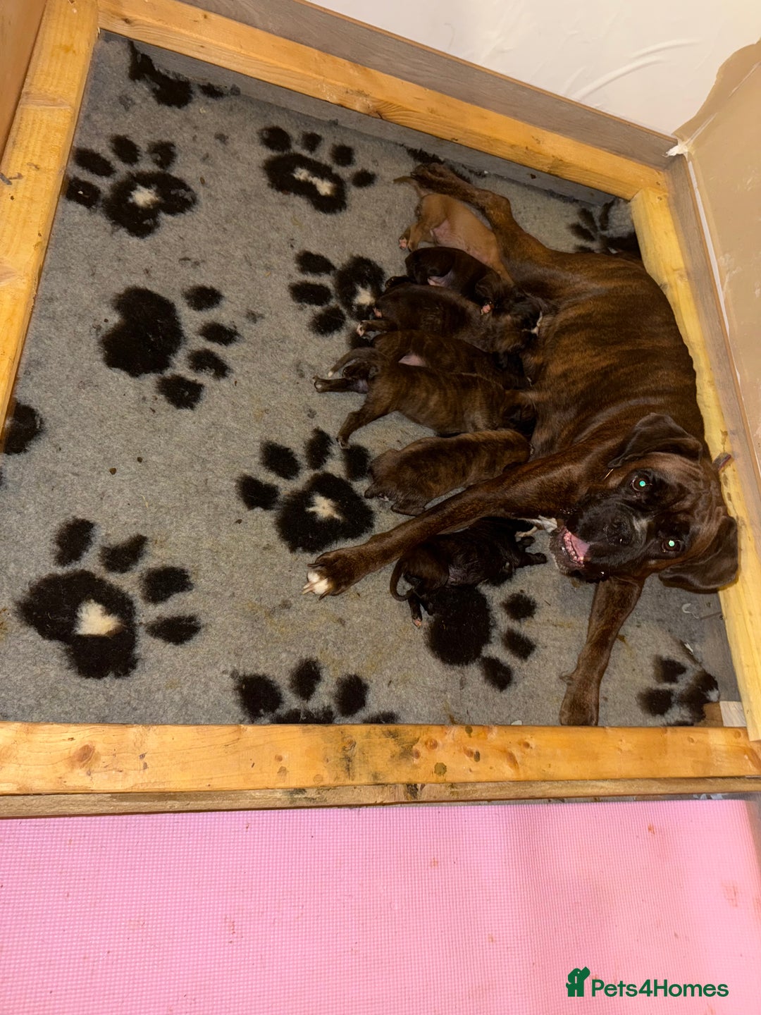 Boxer dogs for sale: Boxer pups looking for forever homes 🐶❤️ - Image 13