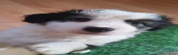 Mixed Breed dogs for sale: Beautiful Bordernese  - Advert 18