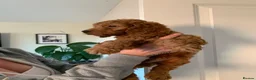 Cavapoo dogs for sale: Ms penelope henshaw - Advert 4