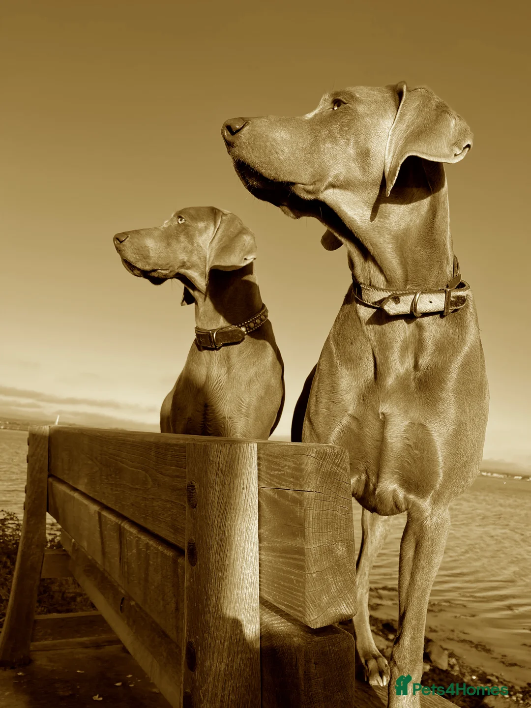 Weimaraner dogs for sale: HUNTER SPIRIT GUNDOGS - Advert 1