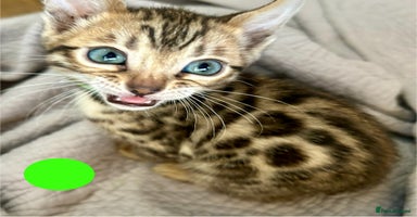 Bengal cats - Advert 14