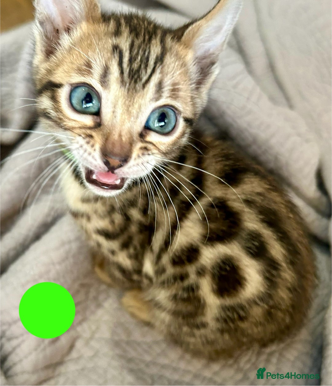 Bengal cats for sale: 6 Gorgeous Bengals kittens ready for reservation  - Image 3