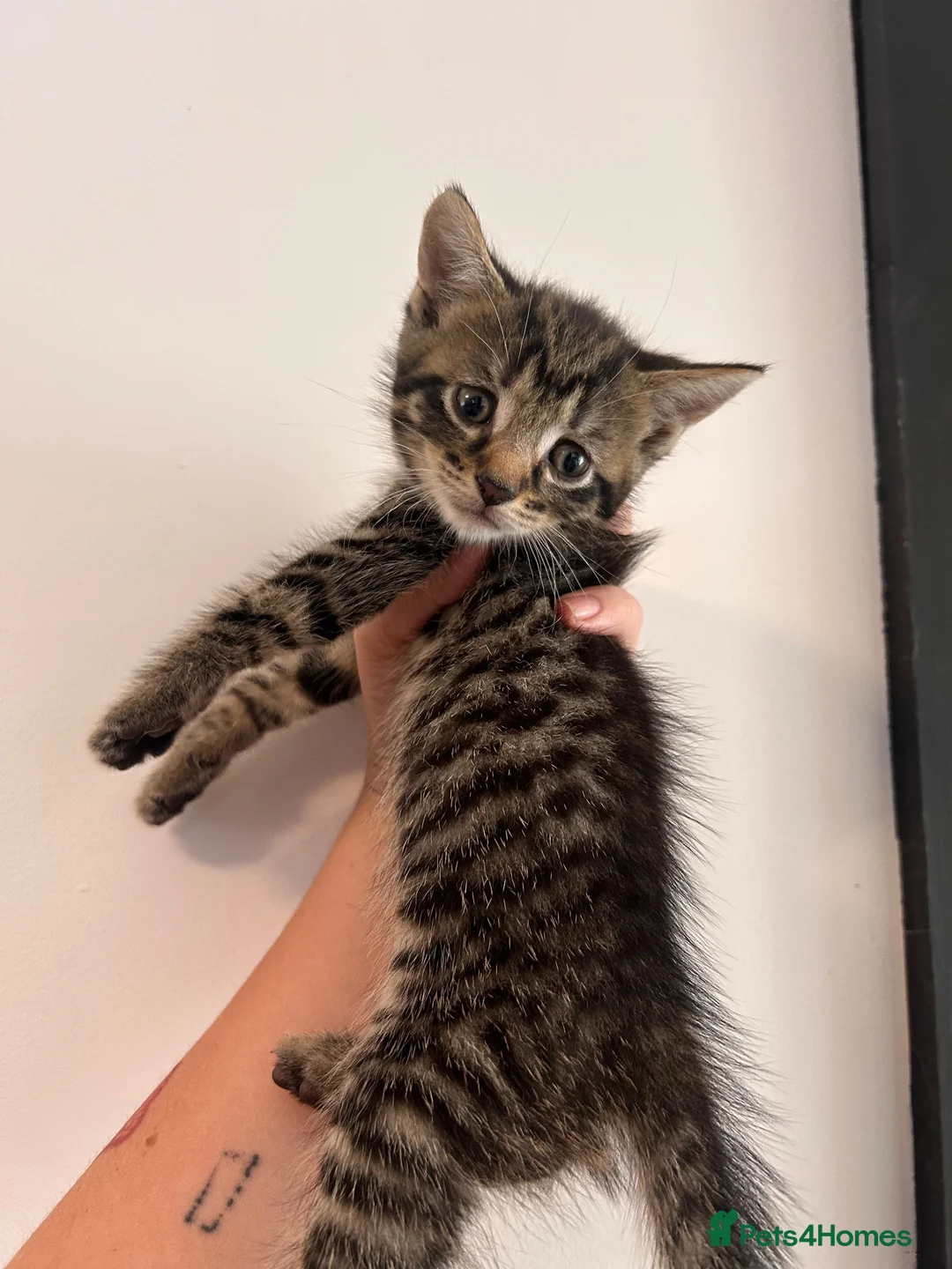 Mixed Breed cats for sale: Kittens looking for loving homes - Advert 9